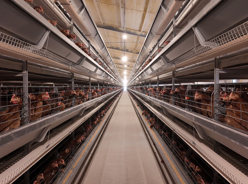 TianYuan Layer Cage Farming Project