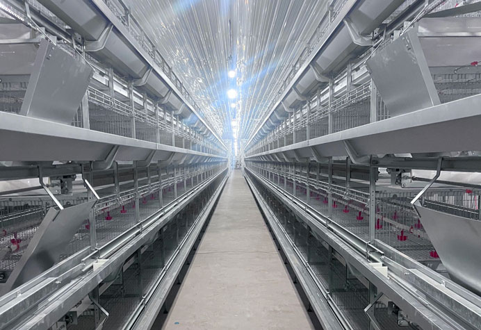 Pullet rearing