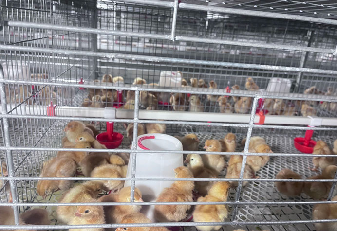 Pullet rearing