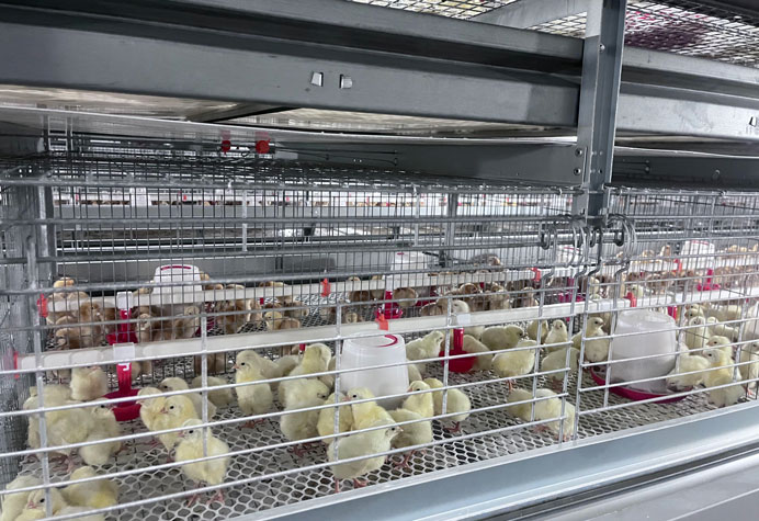 Pullet rearing