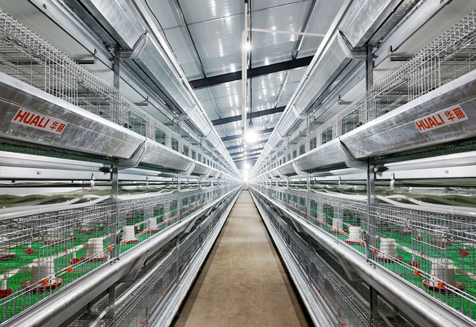 Pullet rearing