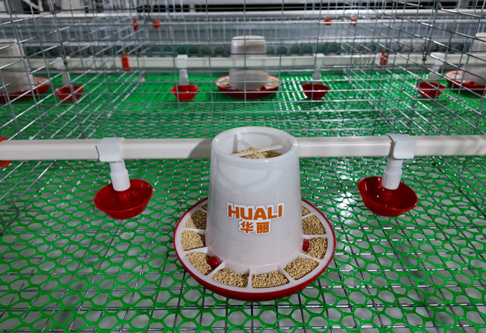 Pullet rearing