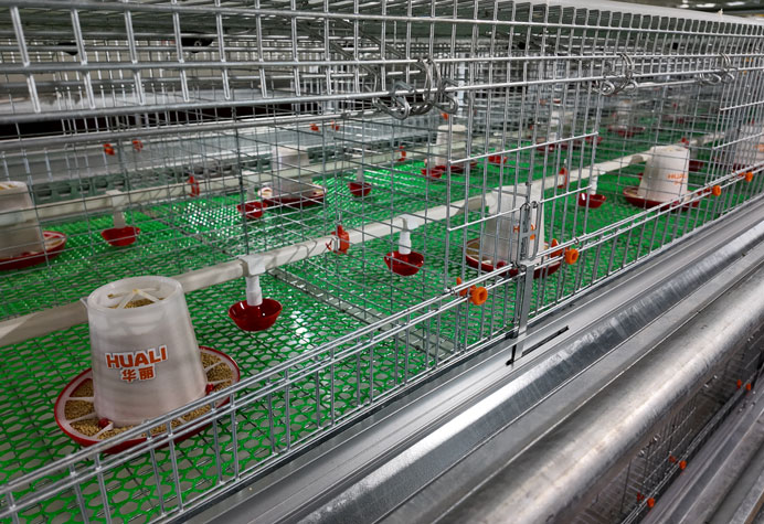 Pullet rearing