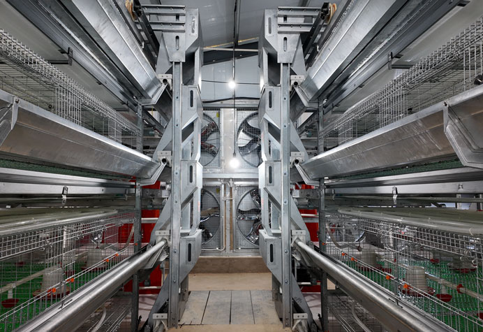 Pullet rearing