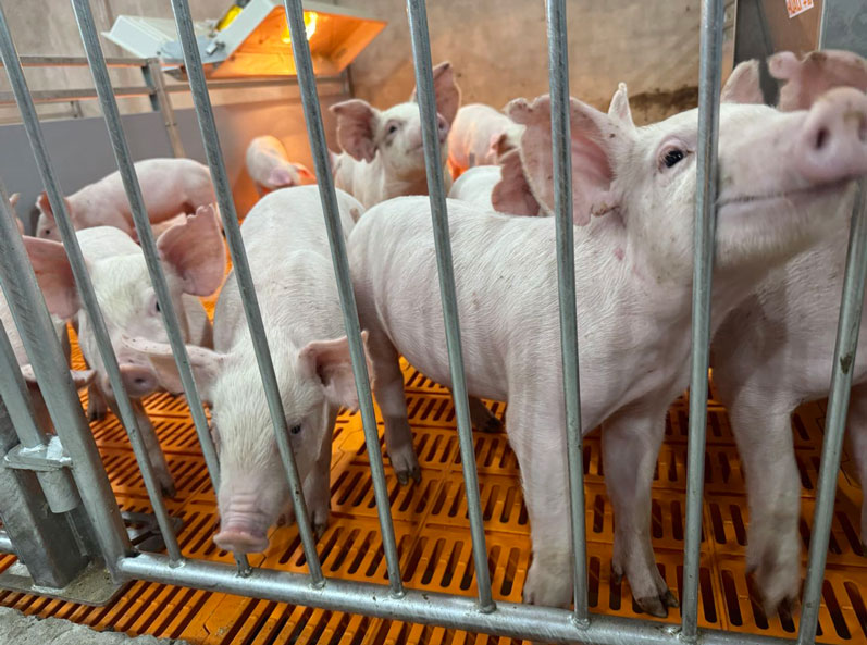 Malaysia 2,000 Sows Farm Project