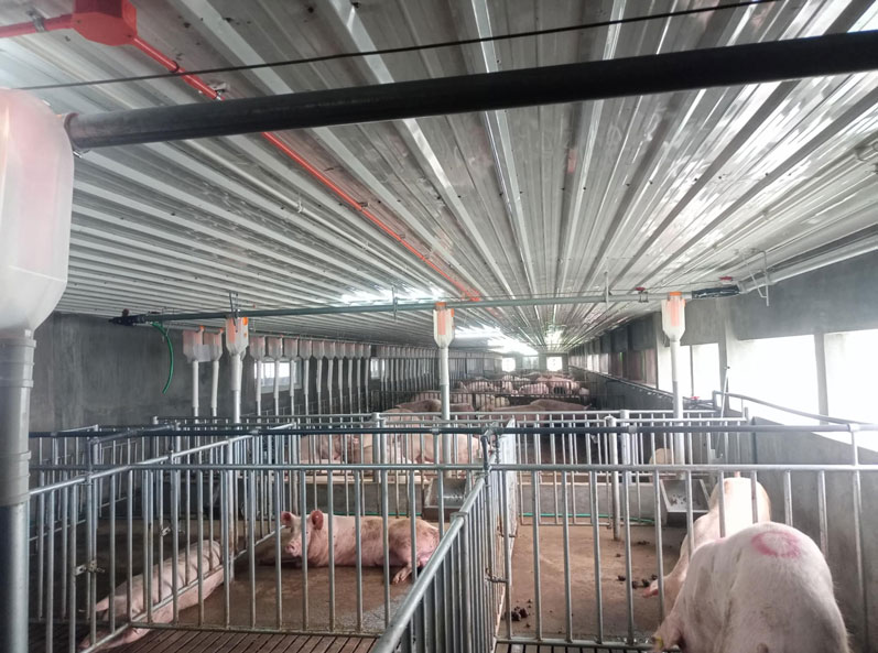 Philippines 3,000 Sows Farm Project