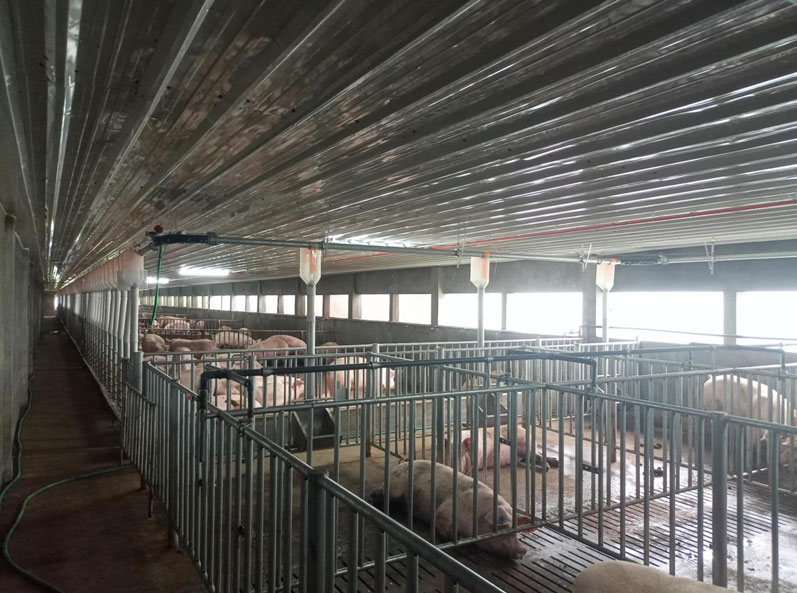 Philippines 3,000 Sows Farm Project