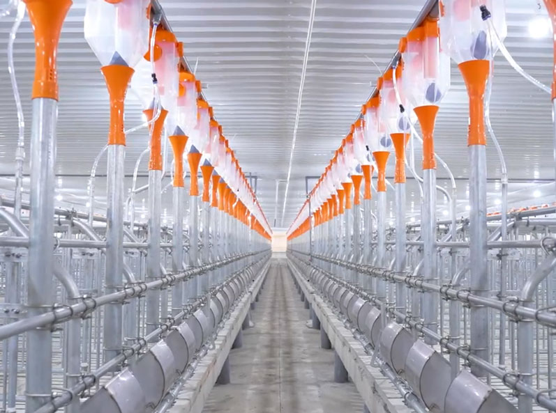 Vietnam Fattening Farm Project