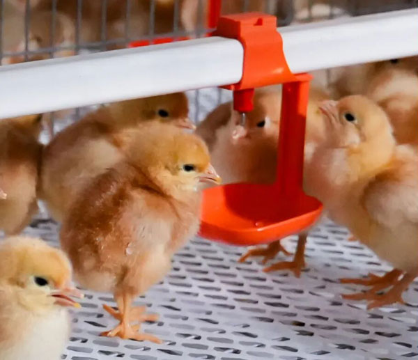 Cheer up, livestock people! As the dawn breaks, we will finally reach the sky