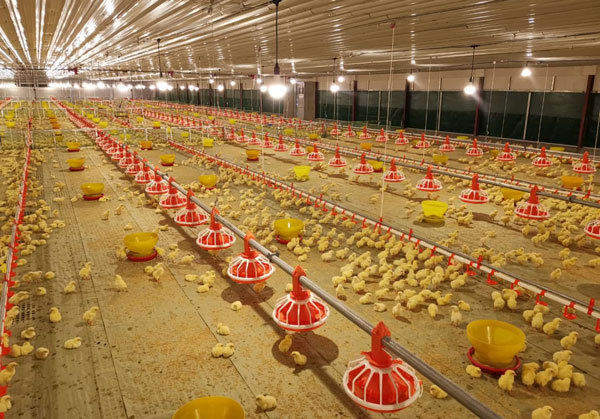 Broiler floor management