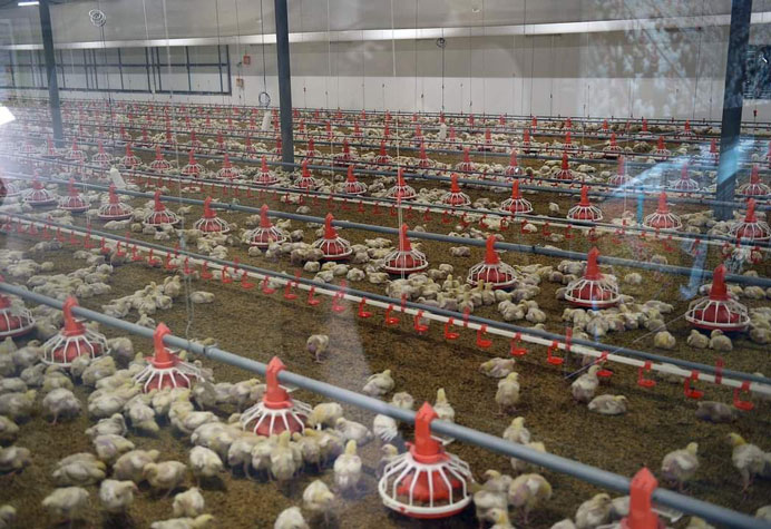 Broiler floor management