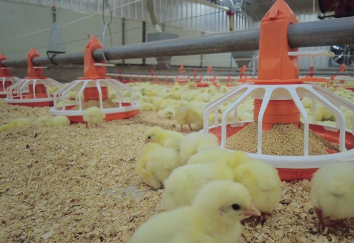 Broiler floor management