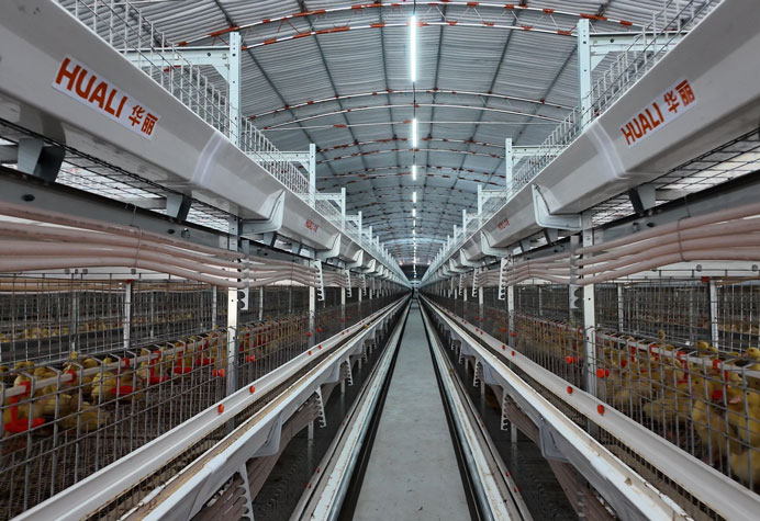Meat duck cage