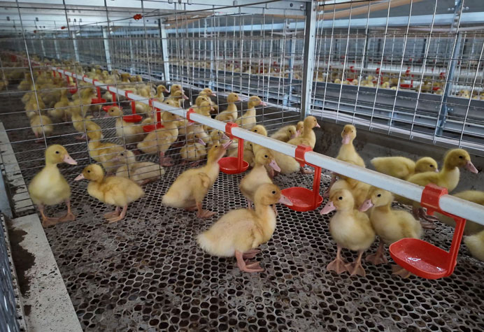 Meat duck cage