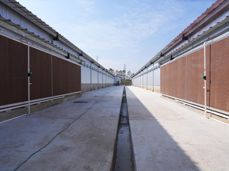 Guigang Tongfa 3.6 million-bird full-industry-chain layer breeding project