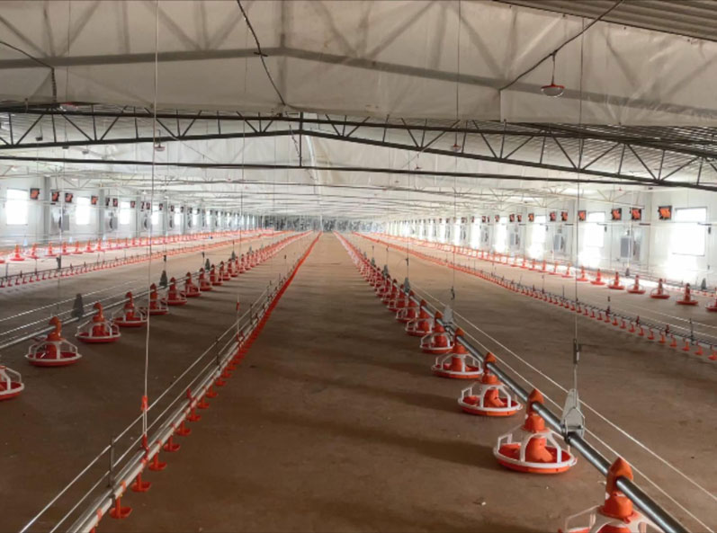 WENS Broiler Double-layer Floor Raising Project