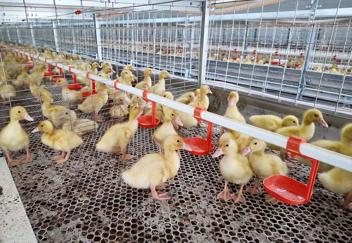 Meat duck cage