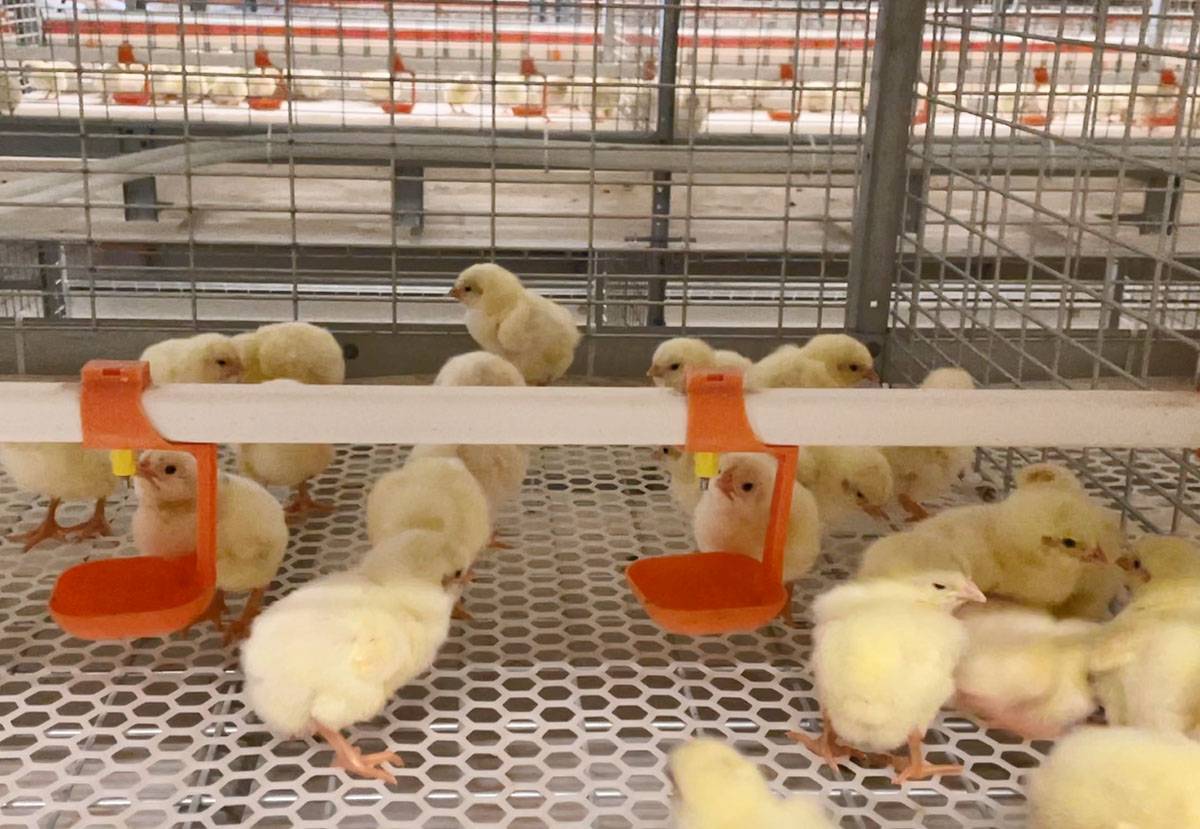 Broiler cage