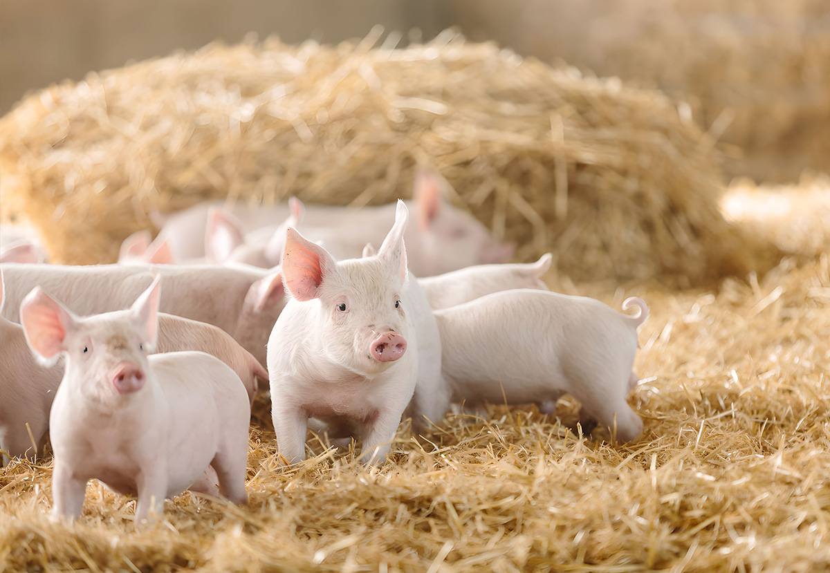 Animal Welfare
