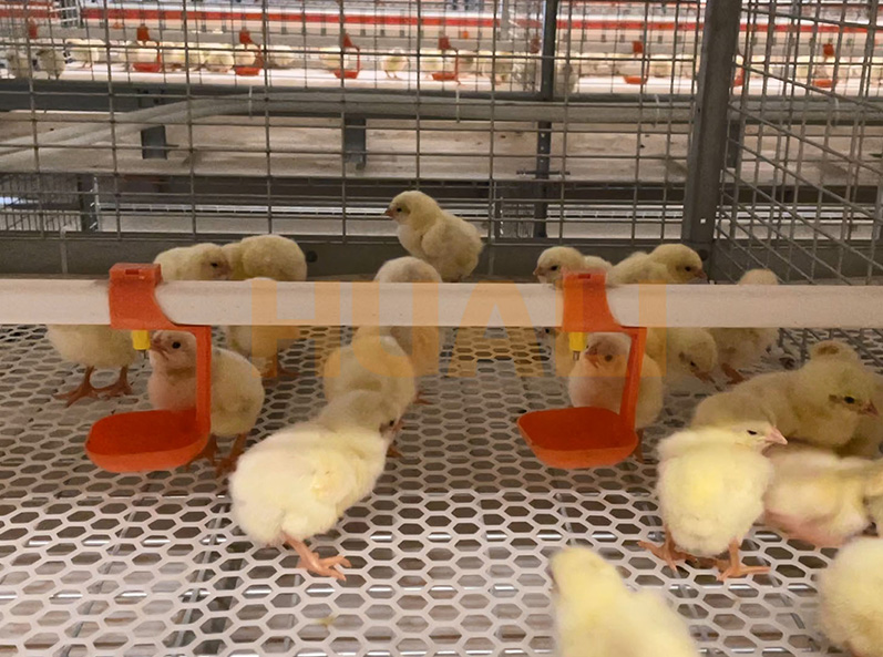 Shandong Broiler Cage Farming Project