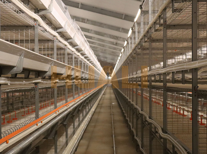 Shandong Broiler Cage Farming Project