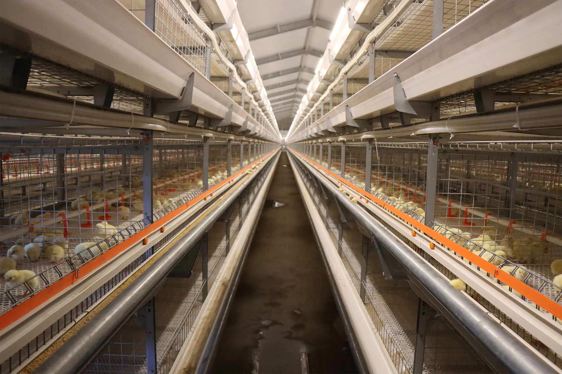 Shandong Broiler Cage Farming Project