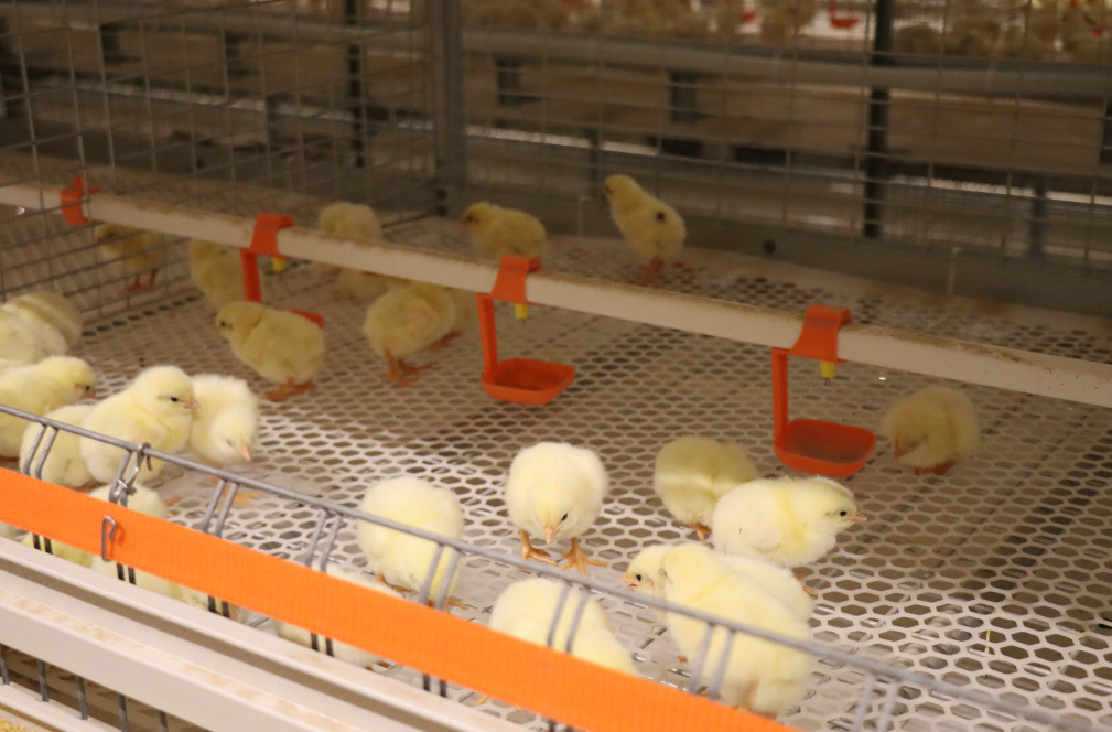 Shandong Broiler Cage Farming Project