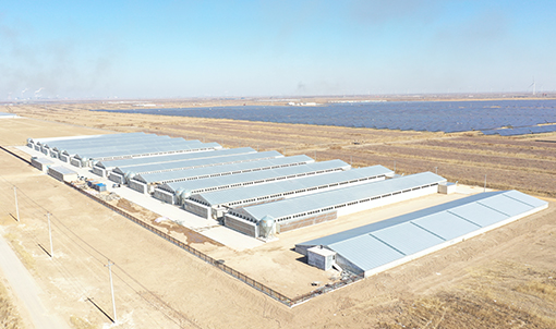 Shandong Broiler Cage Farming Project