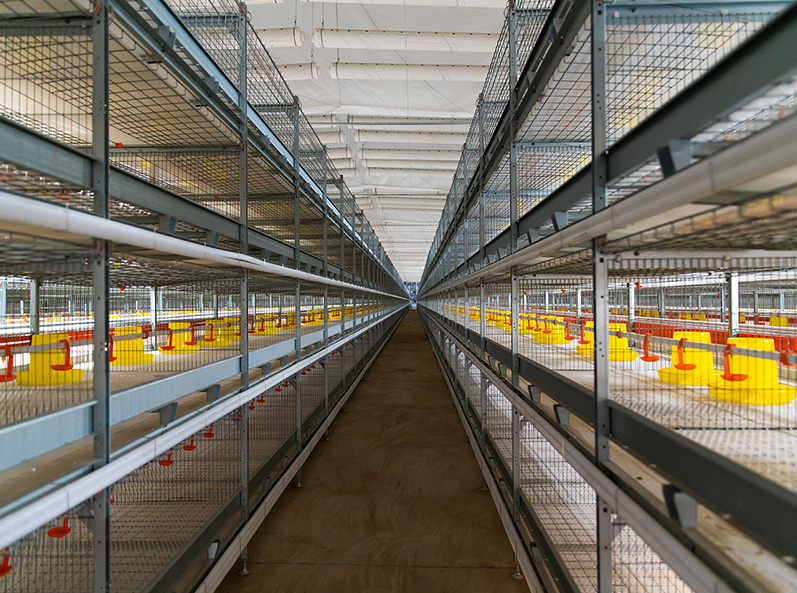 Fuxin Shuanghui Broiler Cage Farming Project