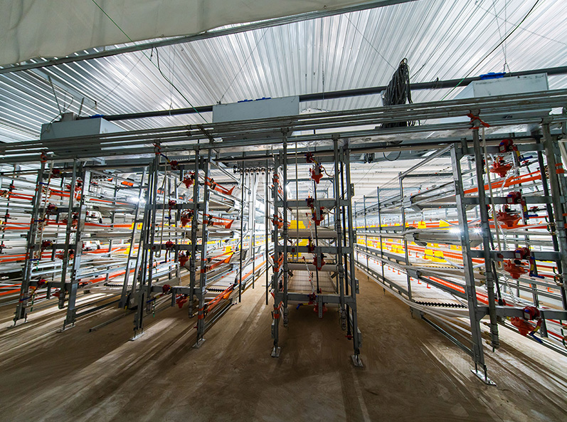 Fuxin Shuanghui Broiler Cage Farming Project