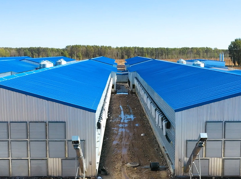 Fuxin Shuanghui Broiler Cage Farming Project