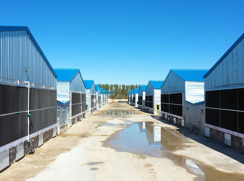 Fuxin Shuanghui Broiler Cage Farming Project