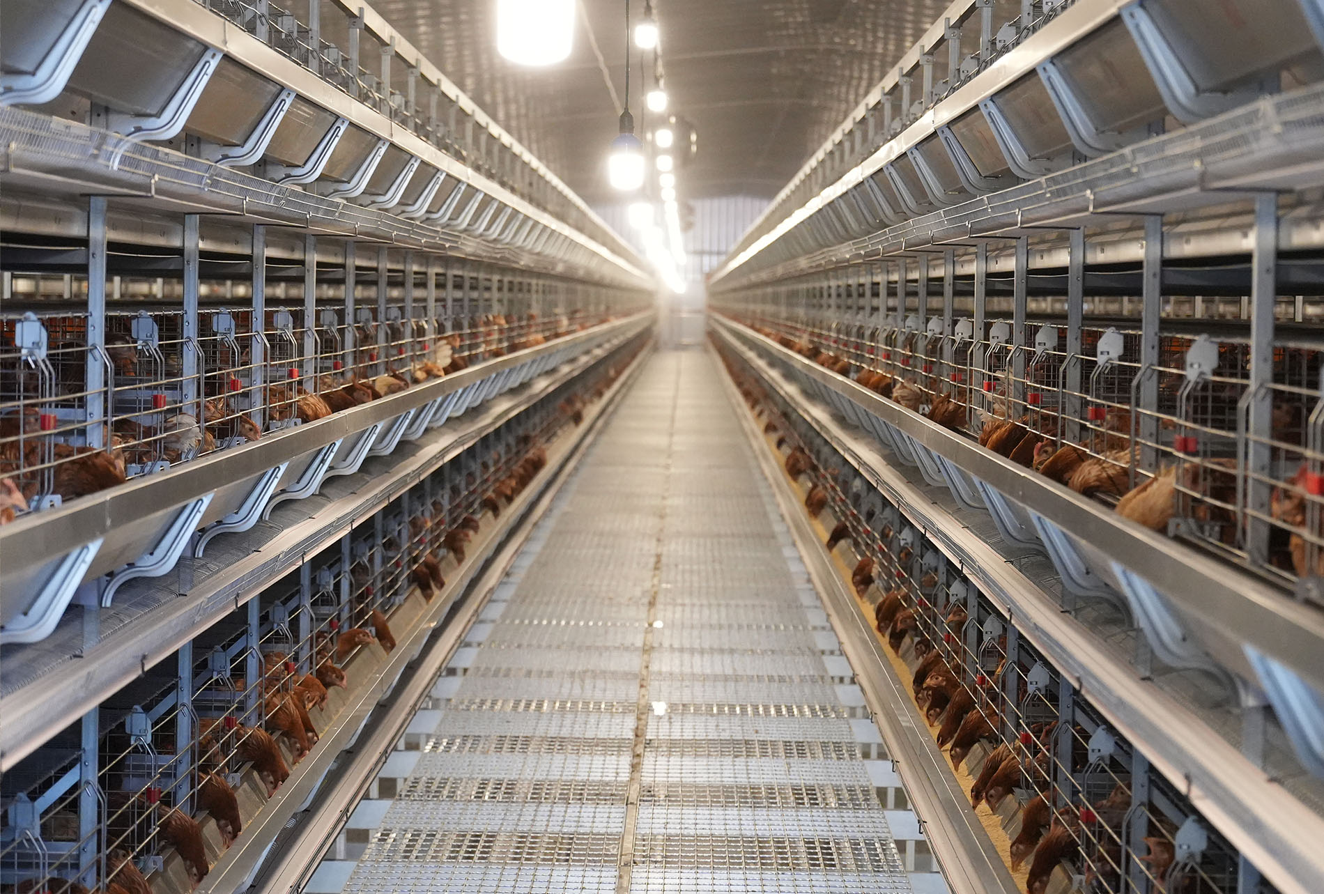 Guigang Tongfa 3.6 million-bird full-industry-chain layer farming project