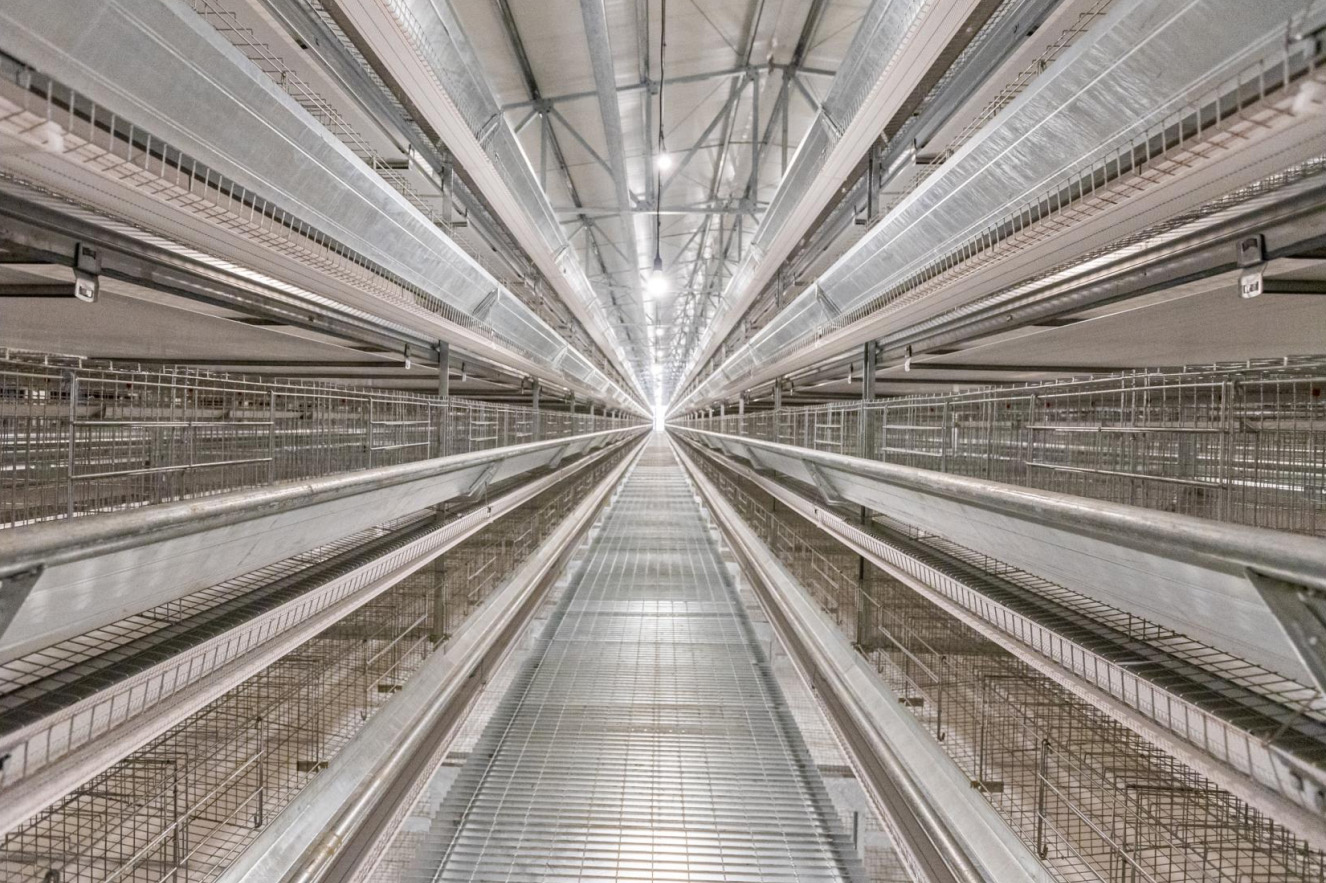 Philippine Layer Cage Farming Project
