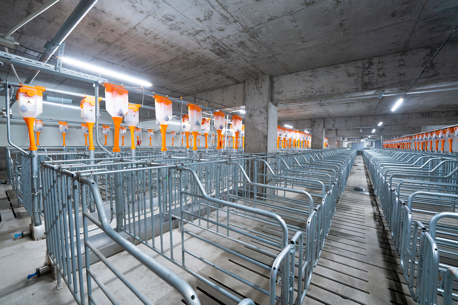 Aonong 10,000 Sows Farm EPC Projec