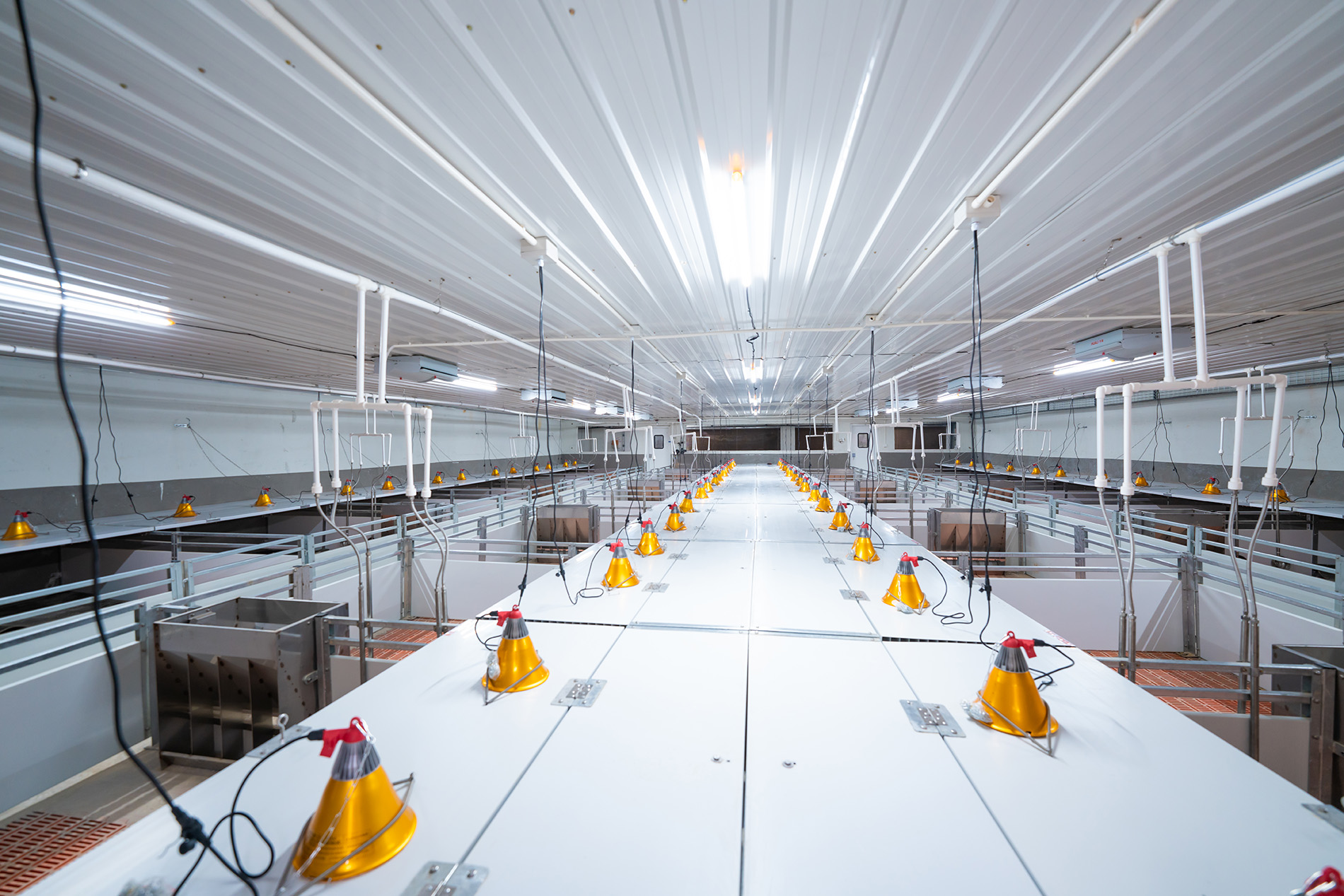 Aonong 10,000 Sows Farm EPC Projec