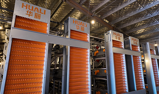 Hunan Guanxiang Layer Cage Project
